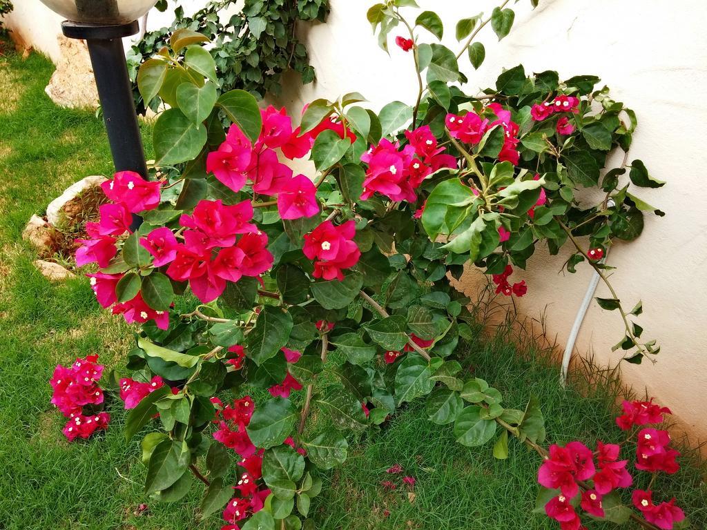 Il Fenicottero Apartment Masainas Ruang foto